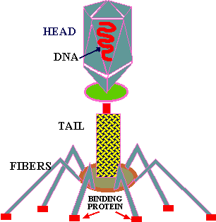 virus diagram photo